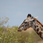  The Serengeti, TZ